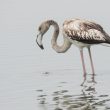 Flamant rose juvénile